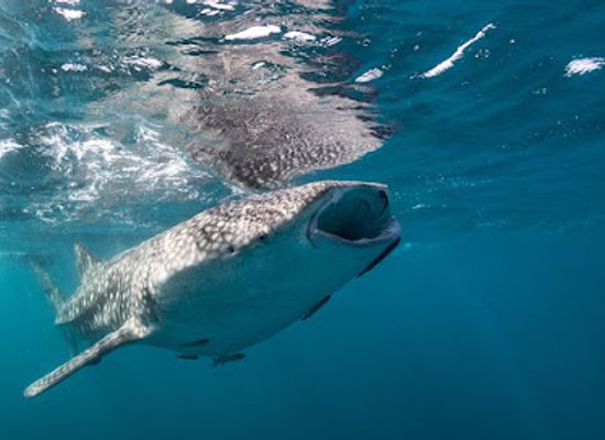 mozambique/inhambane-province/attraction/peri-peri-divers-tofo-scuba-dive-center