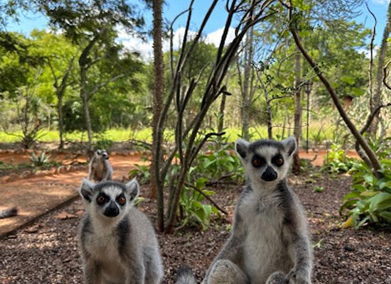 madagascar/anosy/attraction/debut-transect-malaza