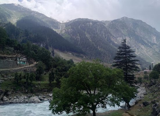 pakistan/swat/attraction/usho-forest-plain-forest