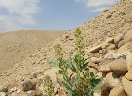 israel/negev-desert/attraction/derechey-midbar-tiulei-gifim-senfling-mnhalot-baarvah-ein-yahav