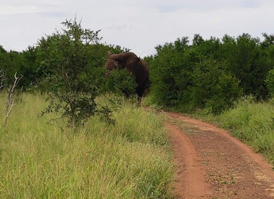 eswatini/mkhomazi-river-basin/attraction/hlane-royal-national-park