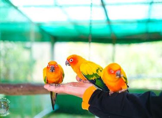 thailand/koh-samui/attraction/paradise-park-farm