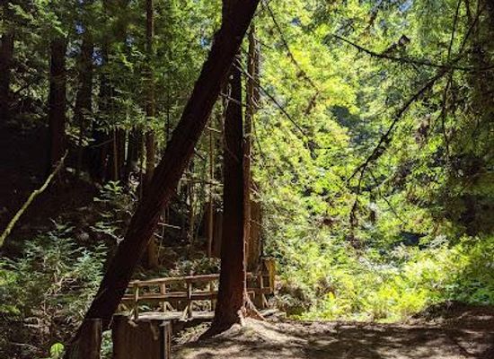 california/silicon-valley/attraction/butano-state-park
