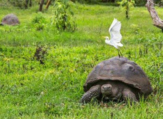 ecuador/puerto-ayora/attraction/galapagos-islands