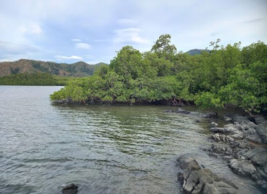 timor-leste/manatuto/attraction/sentru-estudu-mangrove