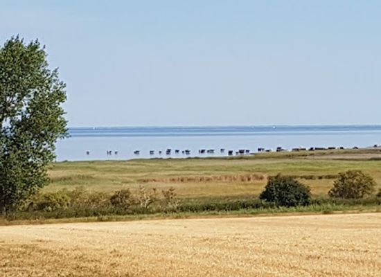 denmark/mon/attraction/nyord-enge-fuglereservat