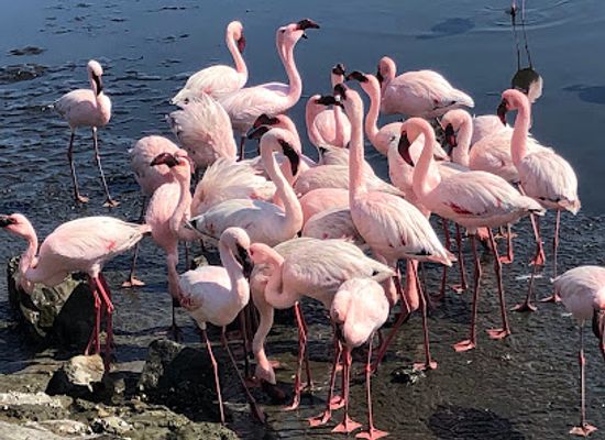 namibia/kavango-east/attraction/flamingo-lagoon
