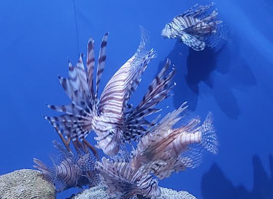 florida/tampa/attraction/florida-aquarium-dolphin-boat-tours