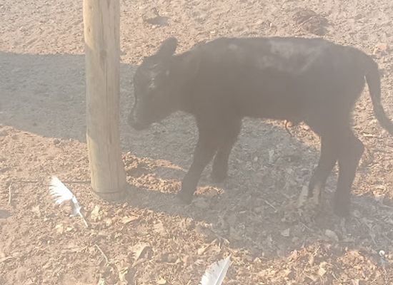 south-africa/polokwane/attraction/raphala-c-gp