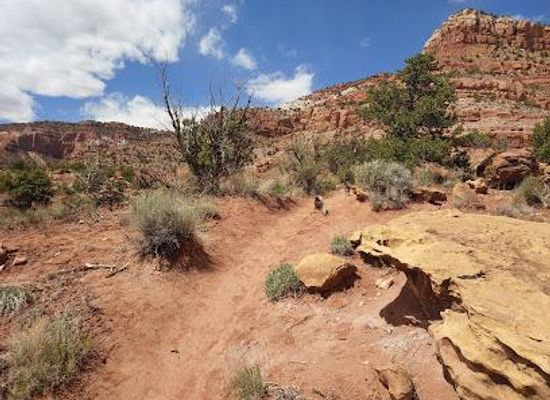utah/kanab/attraction/cottonwood-trail