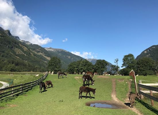 austria/millstatter-see/attraction/donkey-park-maltatal
