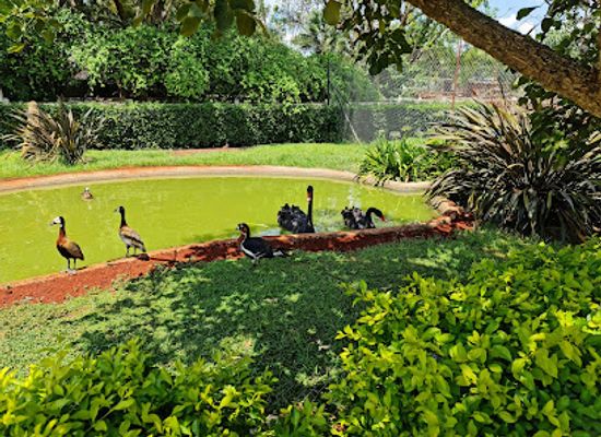 zimbabwe/mashonaland-central/attraction/birds-at-30