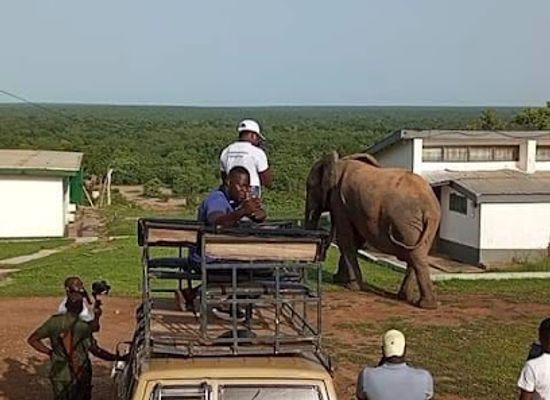 ghana/mole-national-park/attraction/mole-national-park-safari-tour-packages-mole-boy-travel-safe-guide-tours
