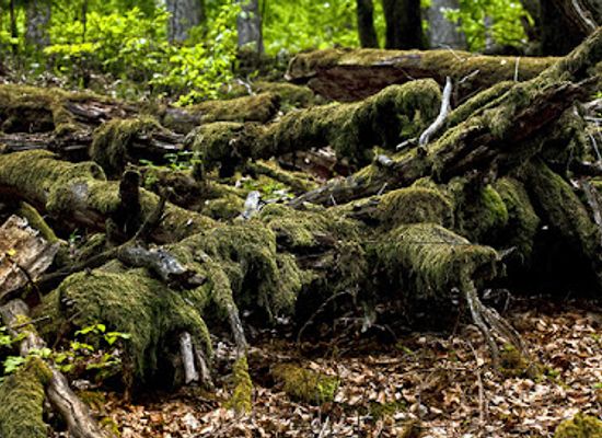 germany/sauerland/attraction/reinscheid