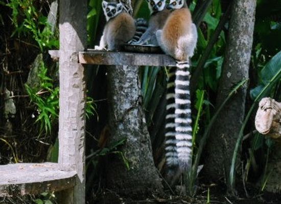madagascar/atsimo-atsinanana/attraction/saiadi-botanical-garden