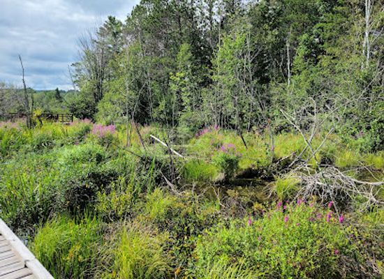 wisconsin/madeline-island/attraction/salmo-lake-walk-trail
