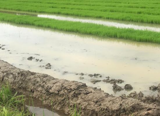 the-gambia/janjanbureh-island/attraction/sapu-rice-fields
