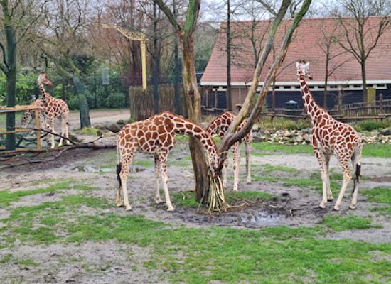 netherlands/south-holland/attraction/rivierahal-blijdorp-rotterdam-zoo