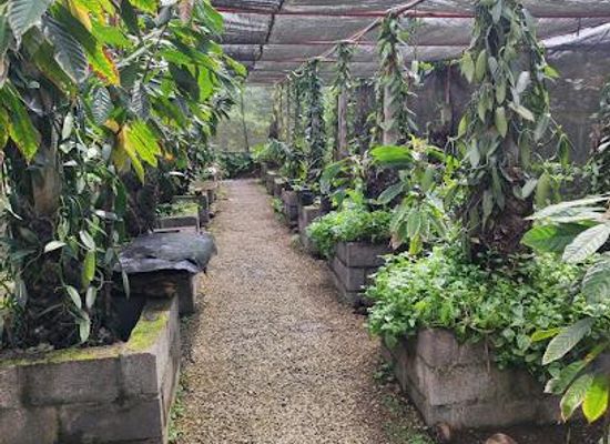 mauritius/pointe-aux-piments/attraction/plantation-vanille-st-julien-d-hotman