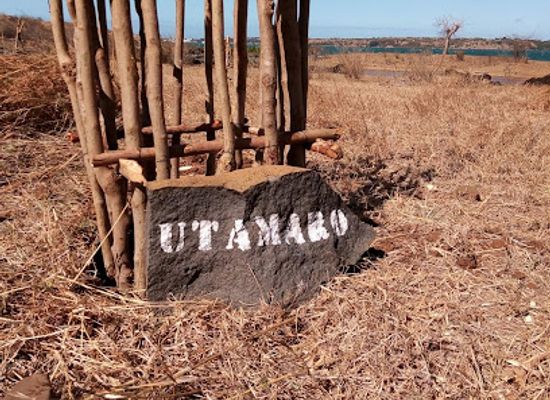 madagascar/diego-suarez/attraction/baobab-utamaro-a-suarezensis
