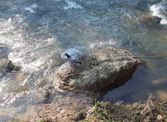 kosovo/sharri-mountains/attraction/sharri-wildlife