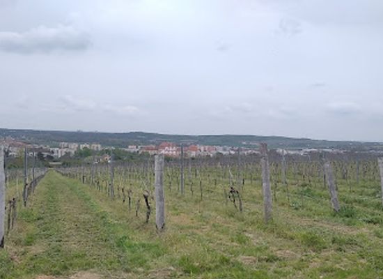 czechia/south-moravia/attraction/pekny-vyhled-na-znojmo