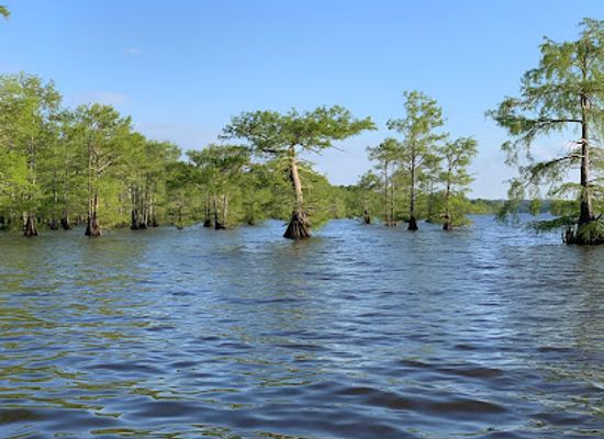 louisiana/caddo-lake/attraction/earl-g-williamson-park
