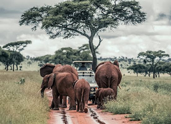 tanzania/serengeti-national-park/attraction/waresa-tours-safari-tanzania-safari-mount-kilimanjaro-serengeti-ngorongoro-zanzibar