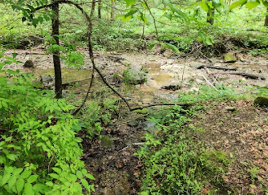 kentucky/natural-bridge-state-resort-park/attraction/whittleton-arch-trailhead