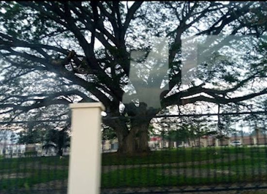 burundi/makamba/attraction/igiti-c-urukundo