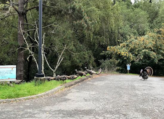 california/castro-valley/attraction/sulphur-creek-nature-center