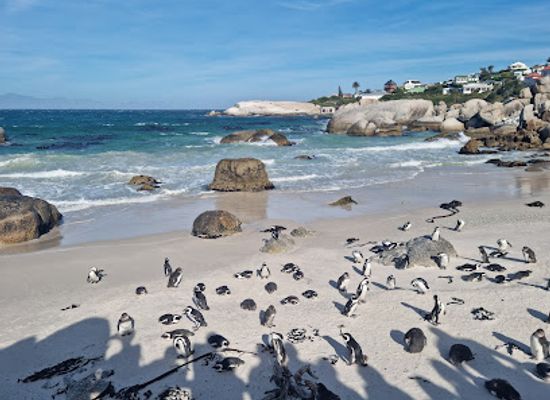 south-africa/sunshine-coast/attraction/boulders-beach