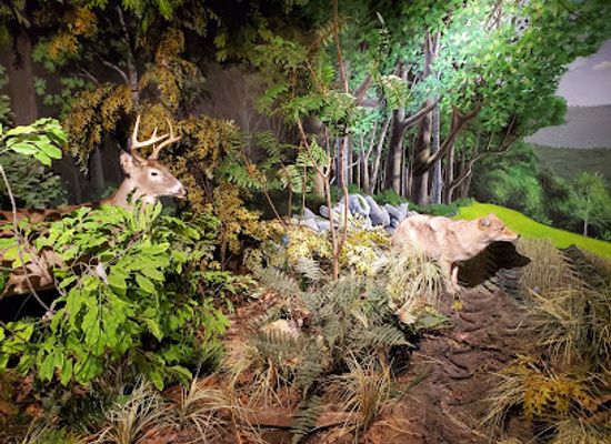 new-jersey/wachung-mountains/attraction/trailside-nature-science-center