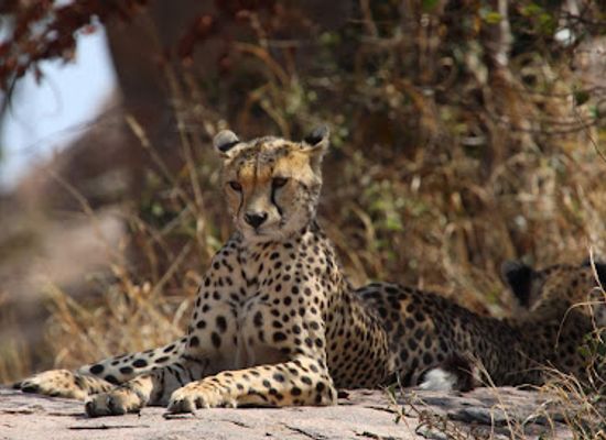 tanzania/ngorongoro-conservation-area/attraction/gol-kopjes