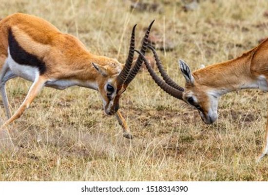 tanzania/mwanza/attraction/wild-life-education