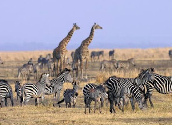 tanzania/katavi-plains/attraction/katavi-national-park