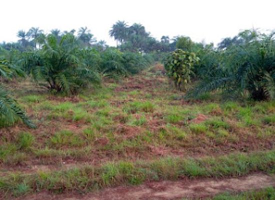 liberia/cape-mount/attraction/adara-farms