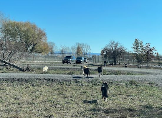 idaho/snake-river-plain/attraction/yellowstone-safari-park
