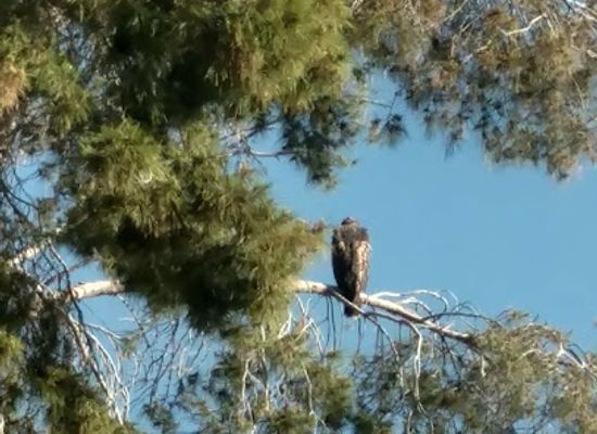 arizona/tucson/university-of-arizona/attraction/tucson-audubon-society