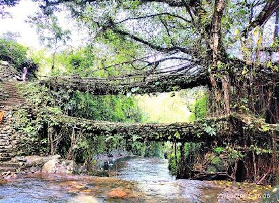 india/shillong/attraction/double-decker-living-root-bridge
