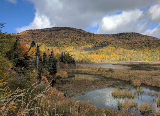 canada/newfoundland-and-labrador/attraction/newfoundland-and-labrador-heritage-tree