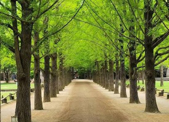 south-korea/chuncheon/attraction/nami-island