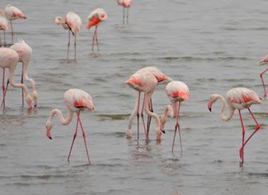 namibia/swakopmund/attraction/flamingo-lagoon
