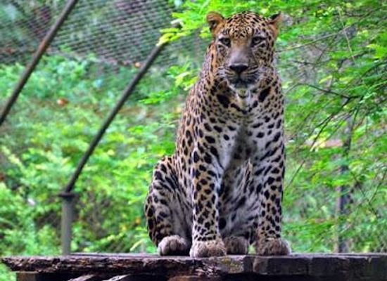 india/goa/attraction/bondla-wildlife-sanctuary