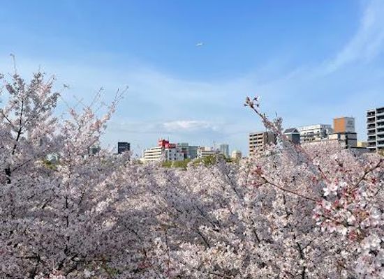 japan/settsu/attraction/kema-sakuranomiya-park
