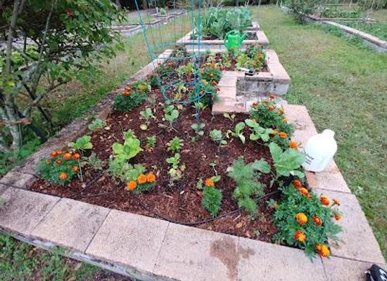 florida/tampa-bay-area/attraction/plant-city-community-garden