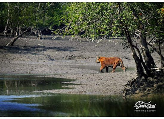 india/sundarbans/attraction/sundarban-wildlife-tourism-tiger-safari-india-wildlife-tours-red-panda-tourism-tiger-tours-red-panda-expedition
