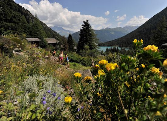 switzerland/verbier/attraction/alpin-flore-alpe-botanical-garden