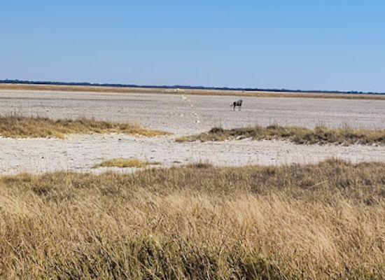 botswana/makgadikgadi-pans/attraction/nata-bird-sanctuary