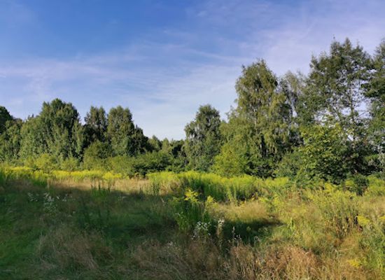 poland/bialystok/attraction/rezerwat-las-zwierzyniecki